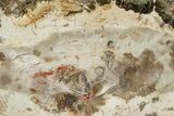 Beautiful Petrified Wood (Araucaria) Slab - Madagascar #361478-1